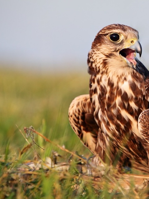 Chránené vtáčie územie Malé Karpaty